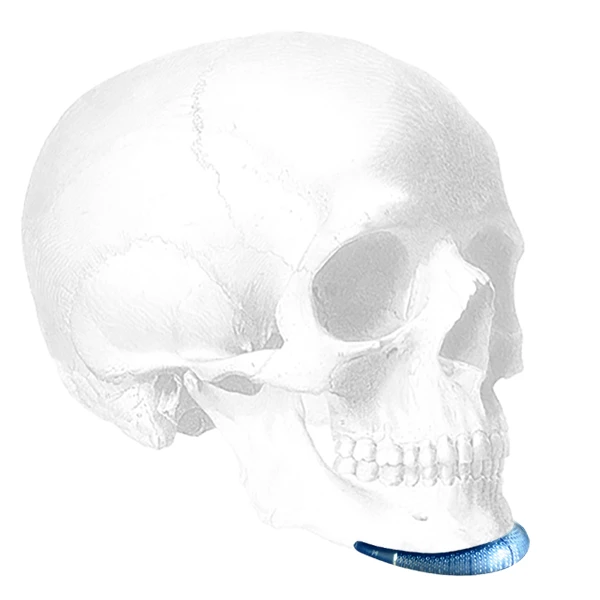 CEAC Chin | Conform™ Extended Anatomical Chin